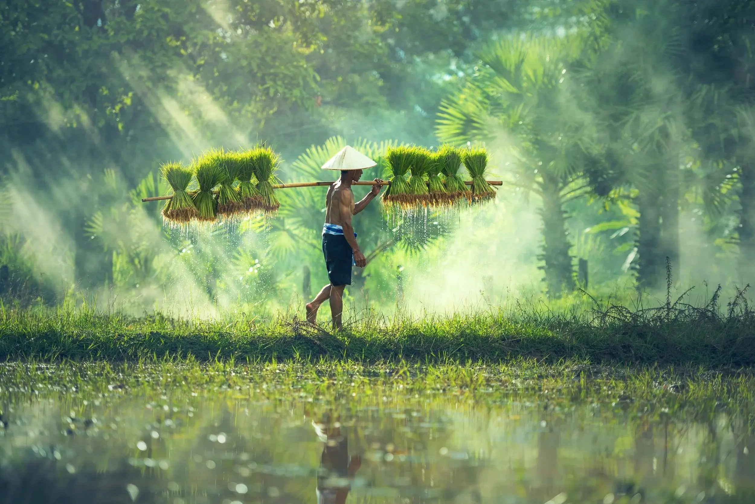 Terraced rice fields in Bali with palm trees and misty mountains